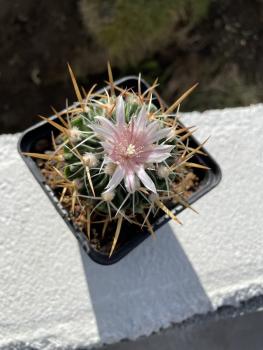 Stenocactus multicostatus